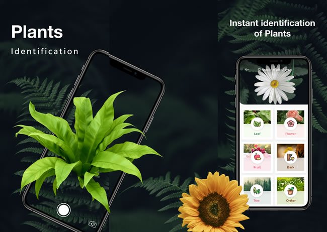 leafsnap top5 apps identificar plantas iphone leafsnap top5 apps identificar plantas iphone