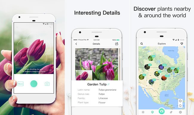 picture this top5 apps identificar plantas iphone picture this top5 apps identificar plantas iphone